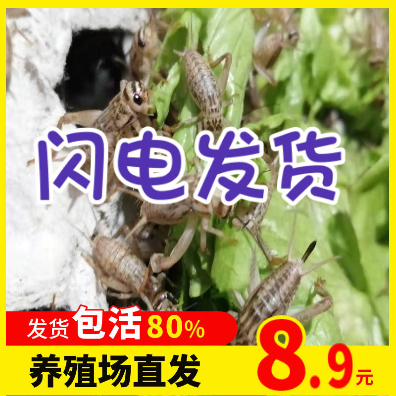 蛐蛐白蟋蟀活体饲料守宫蜥蜴蜘蛛观赏鱼饲料