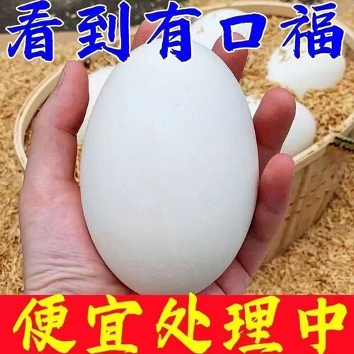 12枚140-160克双黄鹅蛋农家散养现捡现发正宗土鹅蛋当天新鲜包邮