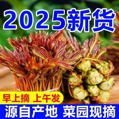 【2025嫩芽】特便宜新鲜红油香椿