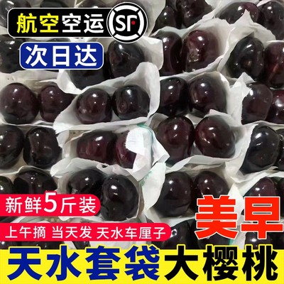（高端樱桃）天水樱桃套袋大美早