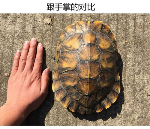 乌龟大龟特大超大巴西龟产蛋下蛋活物宠物龟镇宅长寿水龟外塘