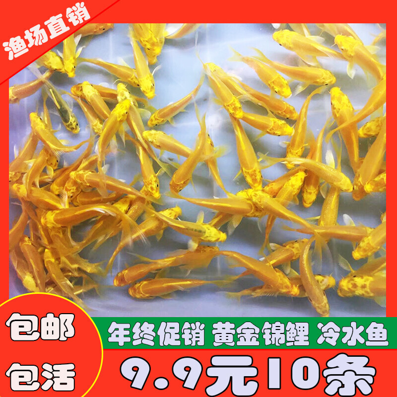 冷水观赏鱼锦鲤小鱼苗龙凤活体长尾锦鲤纯种淡水鱼金鱼好养易活的