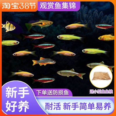 小鱼活灯科鱼斑马观赏鱼易活小型鱼冷水淡水好养耐活白云金丝青鳉