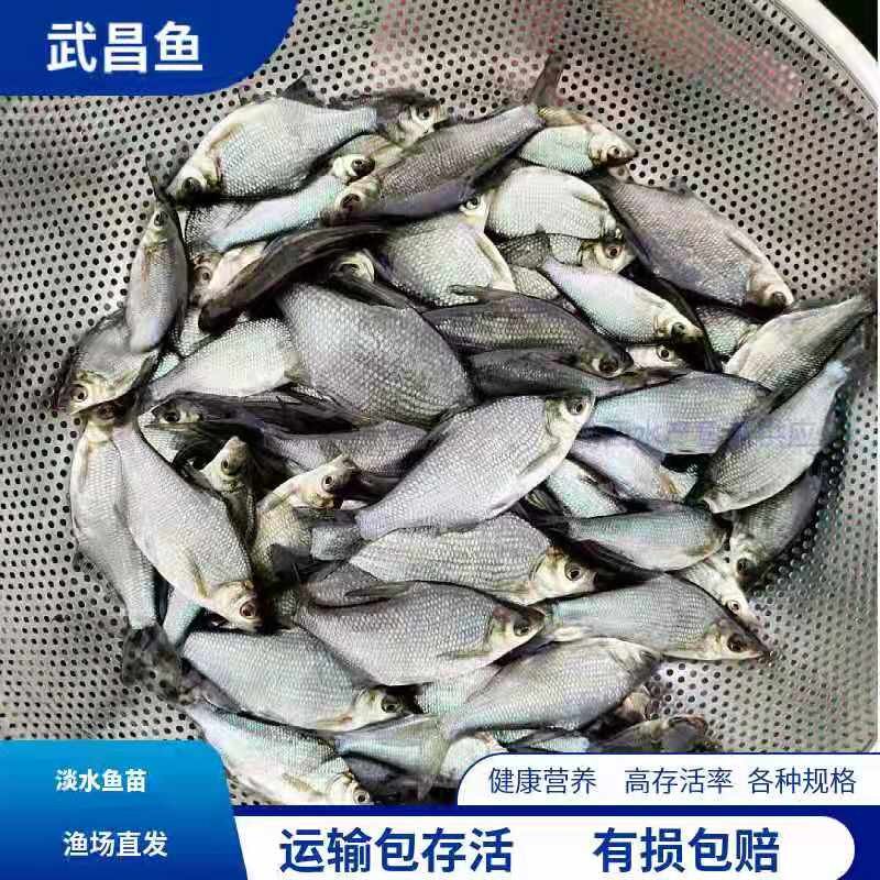 武昌鱼苗淡水养殖活体三角鲂团头鲂饲料鱼苗扁鱼水花苗包邮鳊鱼苗