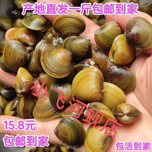 河蚬黄金蚬溪蚬黄沙蚬子扁螺河蚌小河蚌鳑鲏繁殖用清洁鱼缸水质