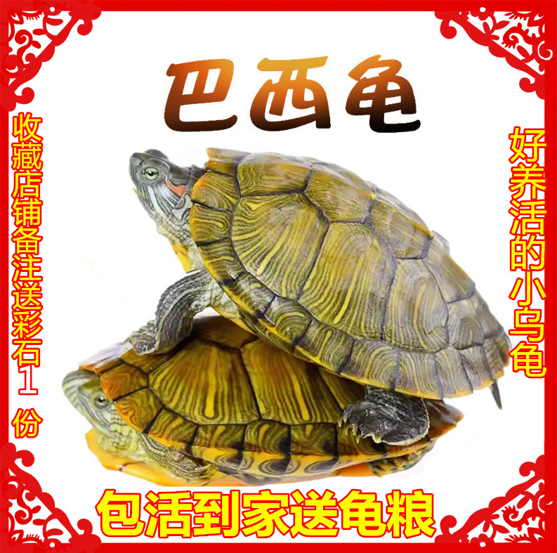 活体乌龟活物大小巴西龟活体宠物龟观赏龟绿色杂食水龟长寿龟