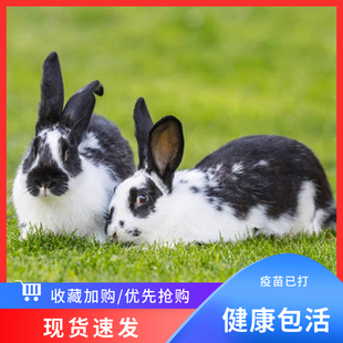 大型肉兔兔子活物家兔繁殖种兔月月兔比利时兔兔子活苗小白兔活体