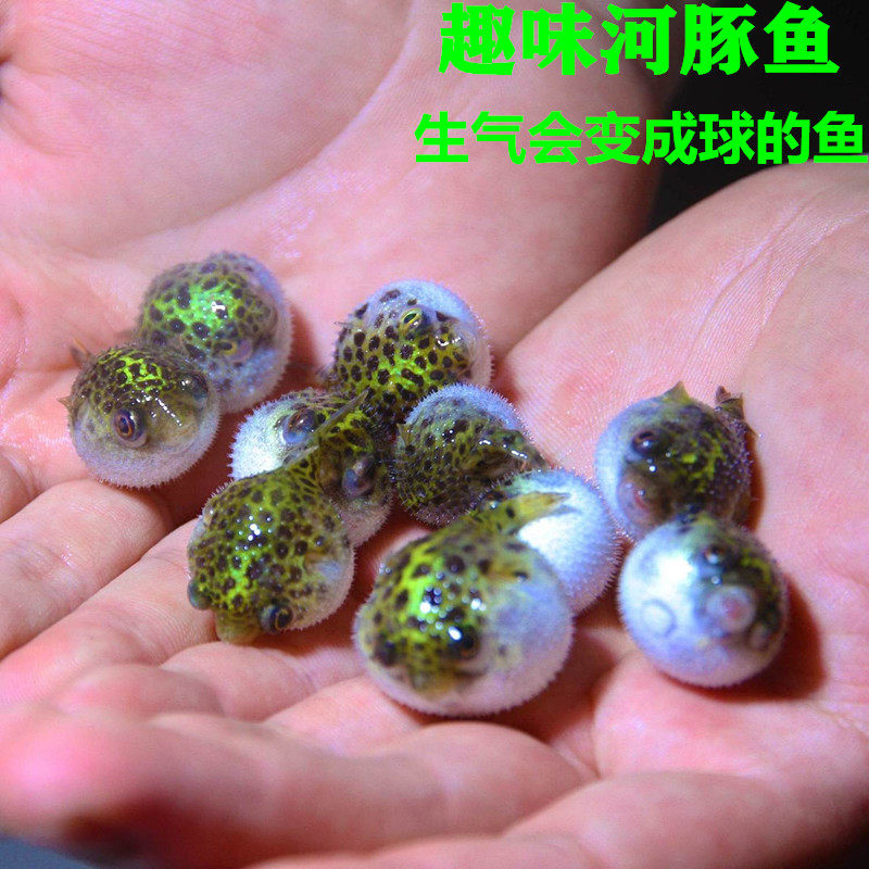 河豚鱼潜水艇小型巧克力娃娃狗头热带淡水观赏宠物活体会生气的鱼