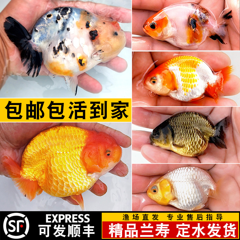 精品兰寿金鱼活体冷水观赏鱼蝶尾红白玉兔奶牛三色金鱼苗淡水好养