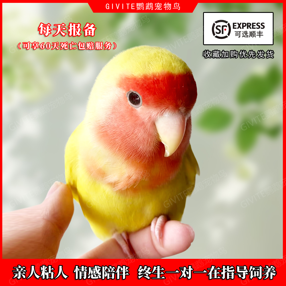 牡丹鹦鹉活鸟紫伊莎小太阳手养鸟