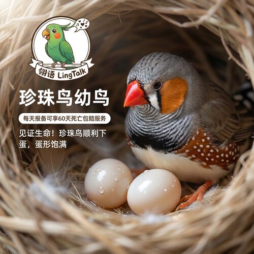 手养珍珠鸟活物到家包下蛋包繁殖