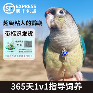 小太阳鹦鹉活鸟幼鸟纯手养宠物鸟带标识和尚蓝化绿颊半毛雏鸟鹦鹉