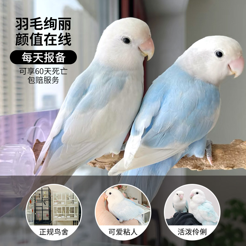 松石伊莎每天报备享60天死亡包赔