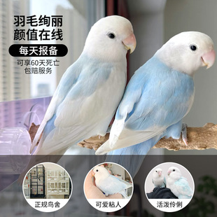 牡丹鹦鹉活鸟幼鸟松闪绿银桃面紫熏松石伊莎手养半毛雏鸟公母一对