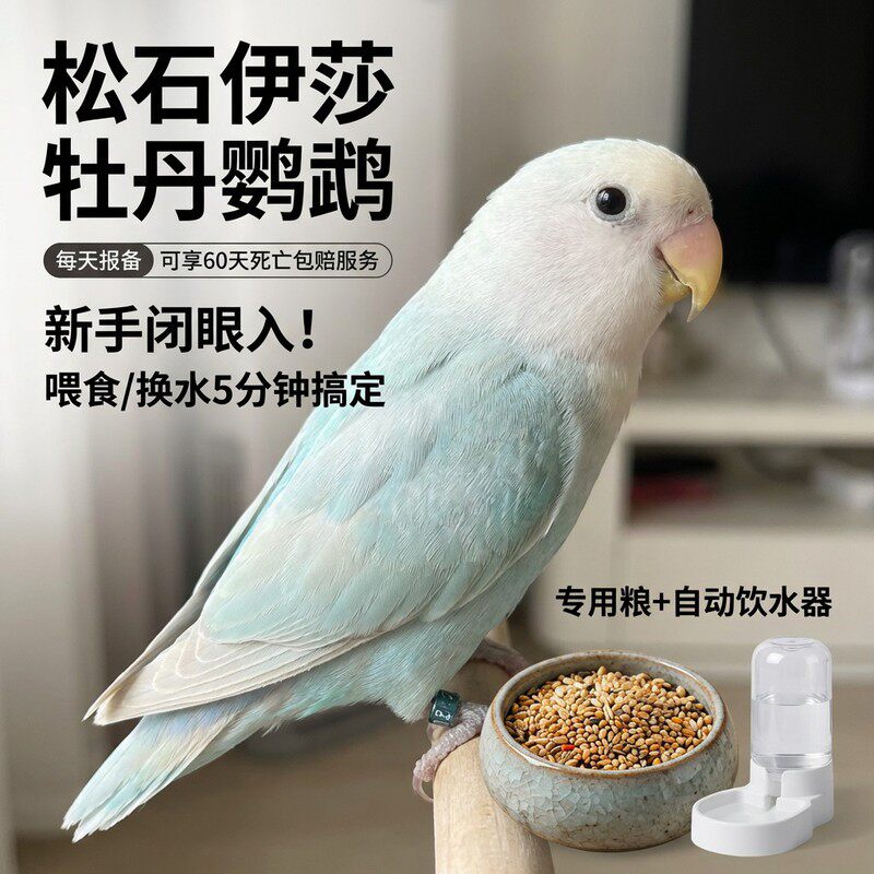 牡丹鹦鹉活鸟幼鸟松石伊莎黄桃绿桃日本雏鸟紫罗兰幼小鸟说话活鸟