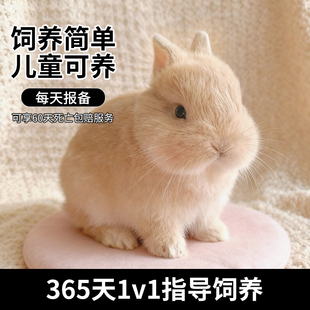 侏儒兔子活物小型长不大迷你兔儿童家养宿舍宠物兔荷兰垂耳兔活体