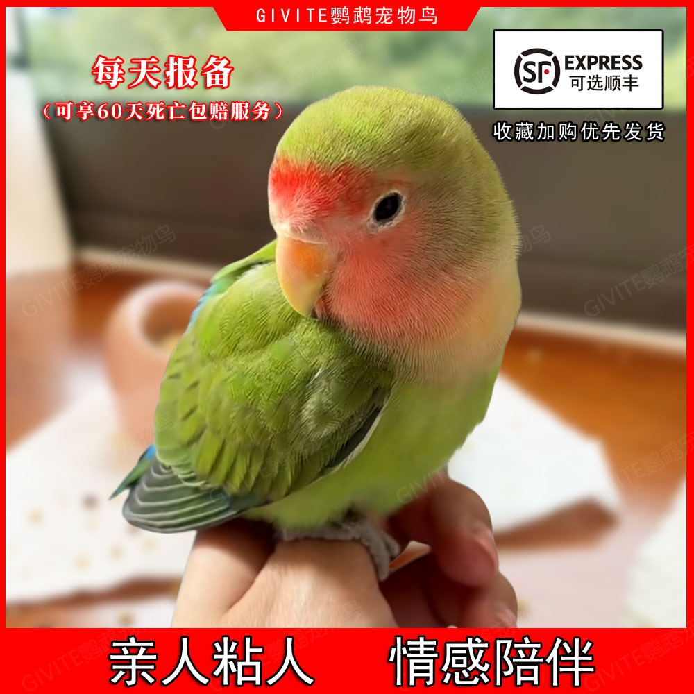 绿桃牡丹鹦鹉活鸟虎皮玄凤鹦鹉
