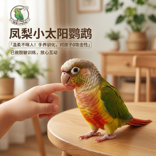 翎语手养会说话太阳鹦鹉幼鸟