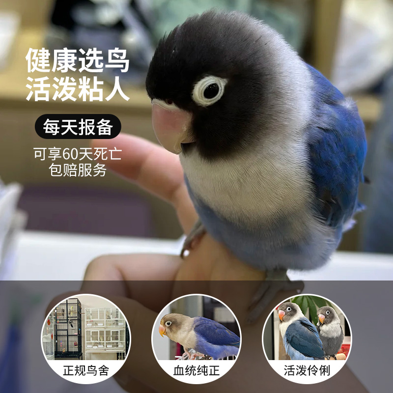牡丹鹦鹉活鸟成鸟墨银虎皮玄风