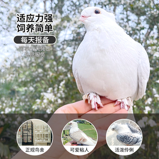 淑女鸽鸽子活苗活物幼崽鲜活信鸽肉鸽子正宗元宝鸽农家散养宠物鸟