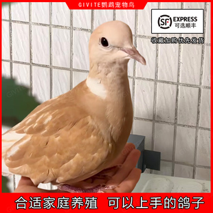 魔术鸽纯白魔术师鸽子活物幼崽观赏鸽表演鸽宠物青年种鸽公母包活