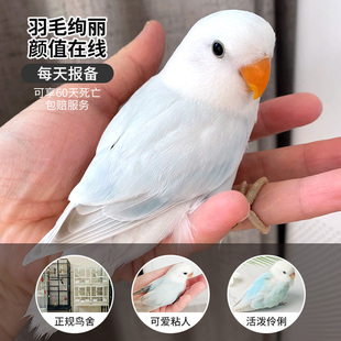 牡丹鹦鹉活鸟松熏紫闪松石伊莎手养宠物鸟活体幼崽小雏鸟公母一对