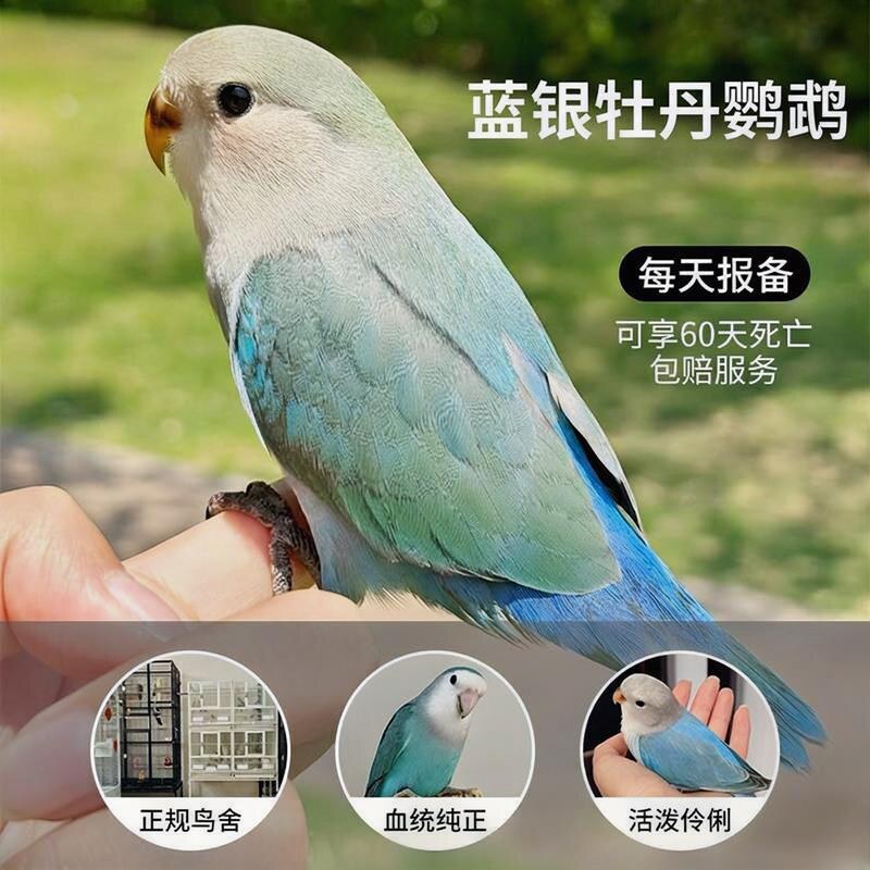 蓝牡丹鹦鹉手养亲人超长售后服务