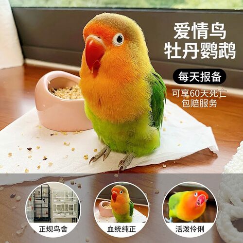 红嘴爱情鹦鹉每天报备享60天包赔