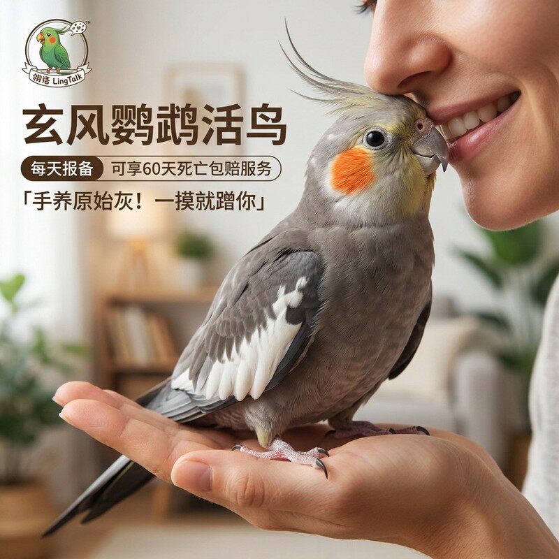 玄风鹦鹉活鸟雏鸟幼崽活体可繁殖