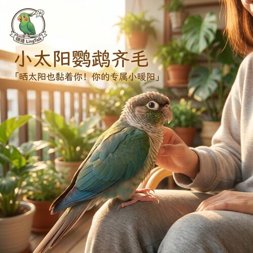 小太阳鹦鹉活鸟蓝化黄边凤梨绿颊