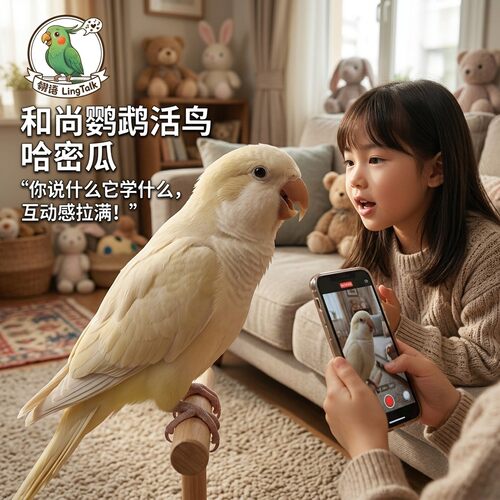 和尚鹦鹉活物幼鸟奶油黄和尚特色