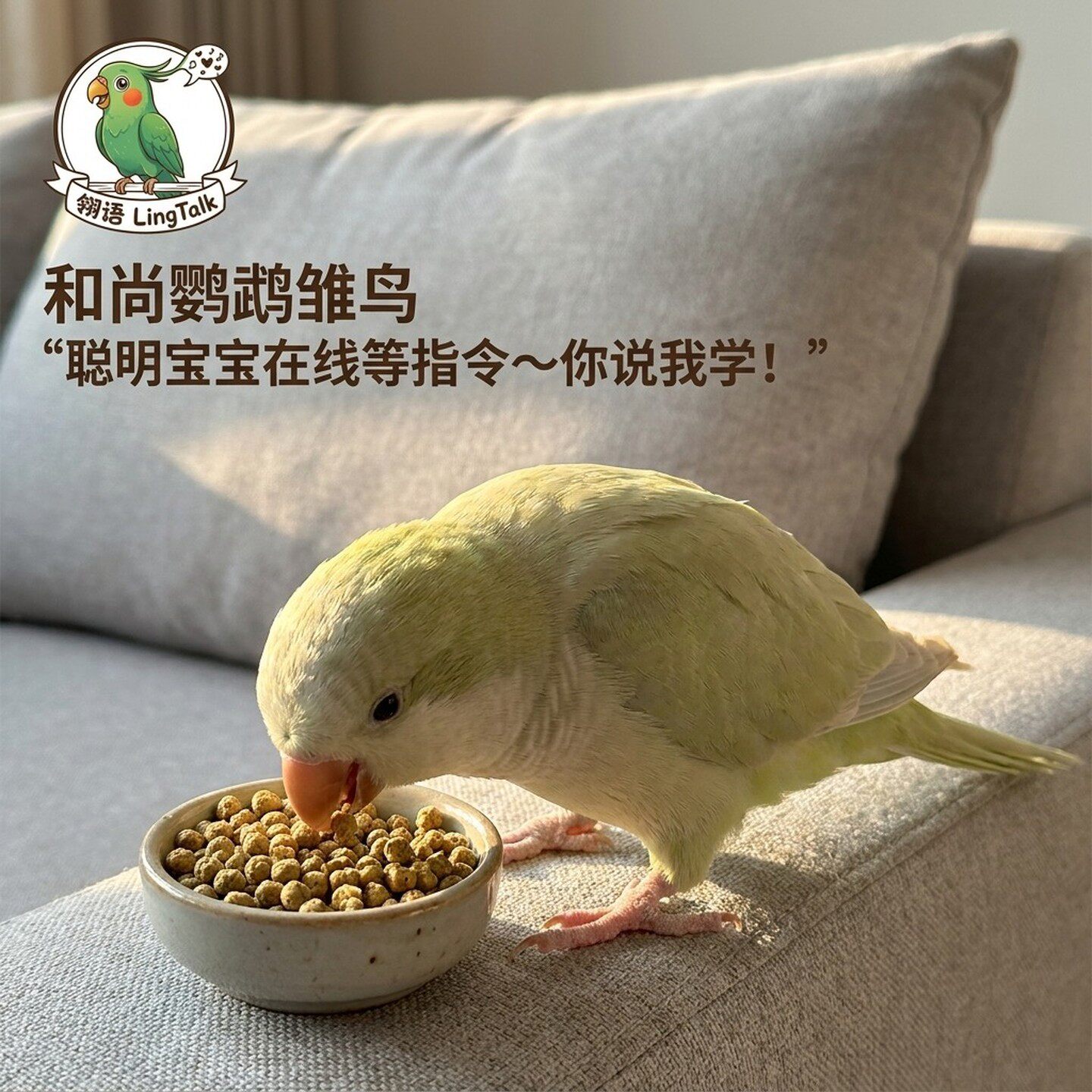和尚鹦鹉活物幼鸟半毛雏鸟幼鸟活体包手养亲人会说话的鹦鹉活小鸟