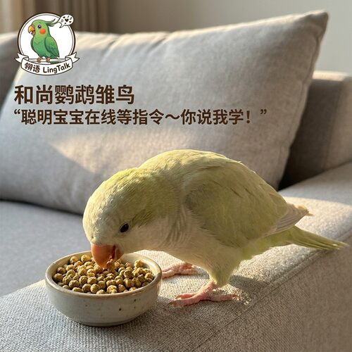 和尚鹦鹉活物幼鸟半毛雏鸟活幼鸟