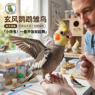 玄凤鹦鹉雏鸟活鸟幼鸟手养半毛会学说话的玄风鹦鹉活鸟可繁殖活物