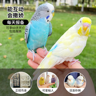 虎皮鹦鹉活鸟幼鸟一公一母纯手养会说话的小型蓝色虎皮鹦鹉活鸟蛋