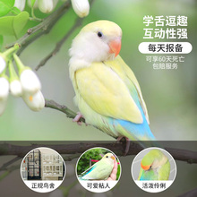 牡丹鹦鹉幼鸟活鸟断奶会说话的小鸟手养玄风虎皮鹦鹉公母一对雏鸟