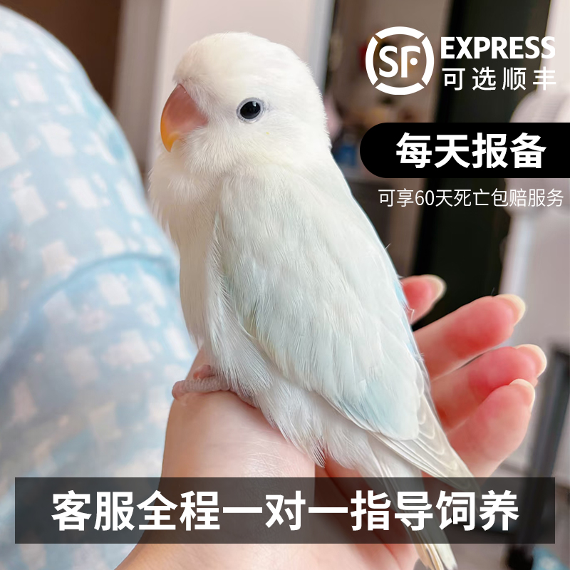 牡丹鹦鹉活鸟松闪绿银桃面手养鸟