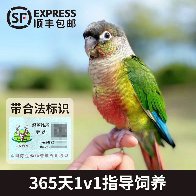 小太阳鹦鹉活鸟半毛雏鸟指导饲养