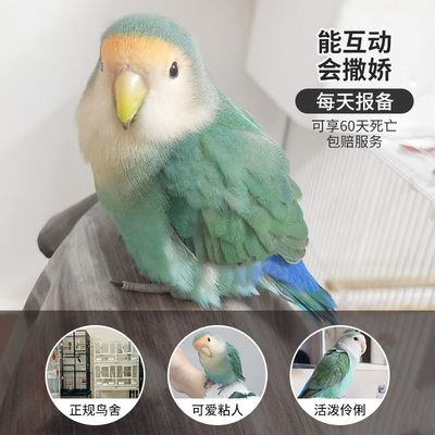 牡丹鹦鹉活鸟每天报备享60天包赔