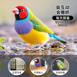 七彩文鸟活鸟黄雀金丝一对活体绣眼鹦鹉动物珍珠鸟活物半毛幼崽