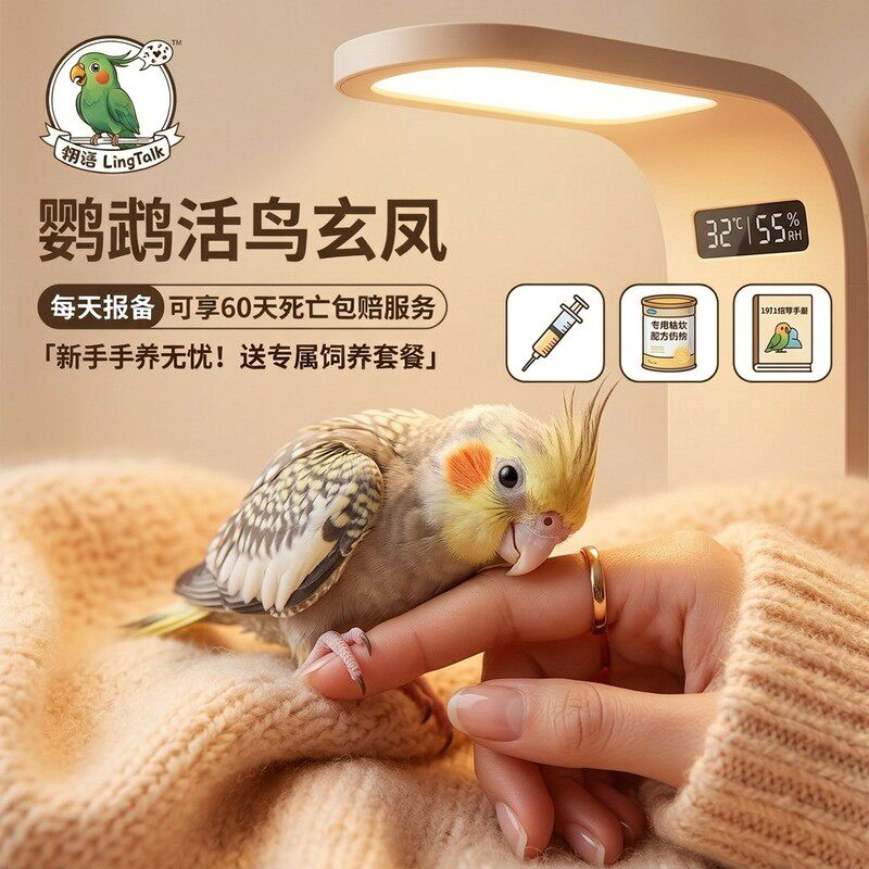 玄风鹦鹉活鸟手养鸟全程指导饲养