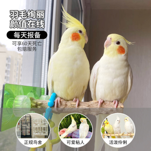 黄化玄风鹦鹉活鸟一公一母幼鸟手养小太阳会说话鸟类活鸟小型宠物