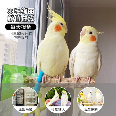 玄风鹦鹉活鸟每天报备享60天包赔
