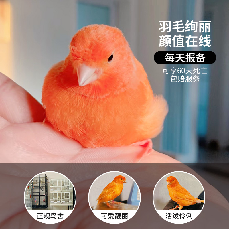 玉鸟活鸟纯种小芙蓉鸟马赛克精品