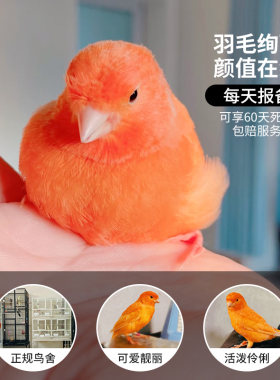 玉鸟活鸟纯种小芙蓉鸟马赛克精品