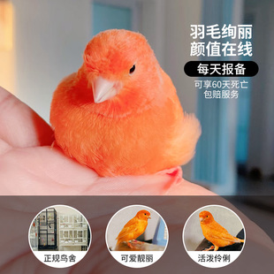 玉鸟活鸟成鸟纯种芙蓉鸟马赛克辣椒红玉鸟小型宠物鸟活物雀金丝鸟