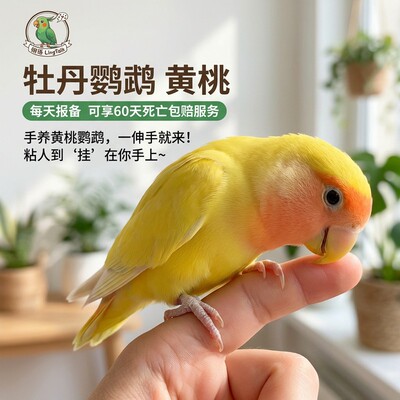 牡丹鹦鹉鸟黄桃每天报备60天包赔