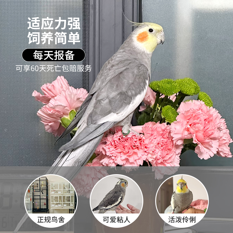 玄风鹦鹉活鸟每天报备享60天包赔