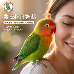 牡丹鹦鹉活鸟爱情鸟60天死亡包赔