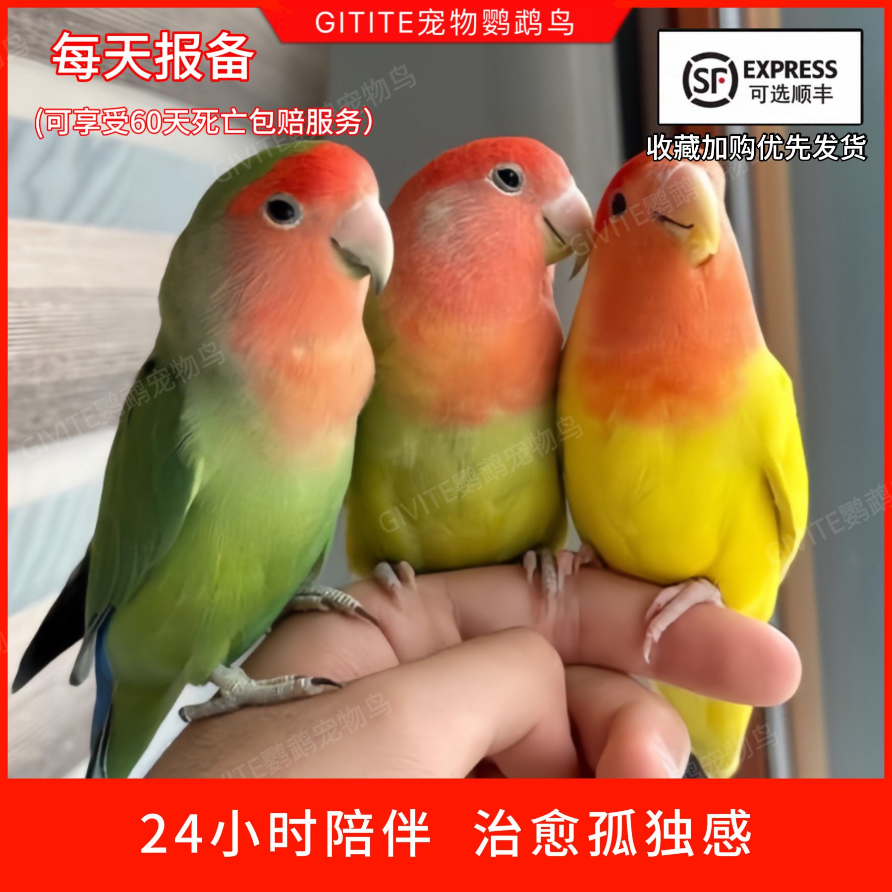 牡丹鹦鹉活鸟手养鸟宠物小太阳